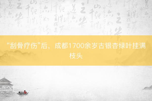 “刮骨疗伤”后，成都1700余岁古银杏绿叶挂满枝头