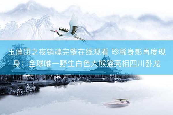 玉蒲团之夜销魂完整在线观看 珍稀身影再度现身：全球唯一野生白色大熊猫亮相四川卧龙