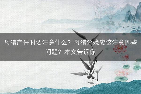 母猪产仔时要注意什么？母猪分娩应该注意哪些问题？本文告诉你