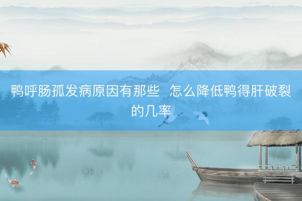 鸭呼肠孤发病原因有那些  怎么降低鸭得肝破裂的几率