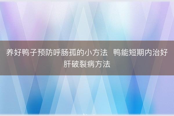 养好鸭子预防呼肠孤的小方法  鸭能短期内治好肝破裂病方法