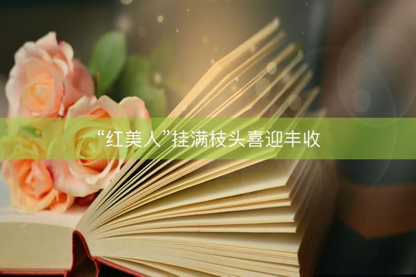 “红美人”挂满枝头喜迎丰收
